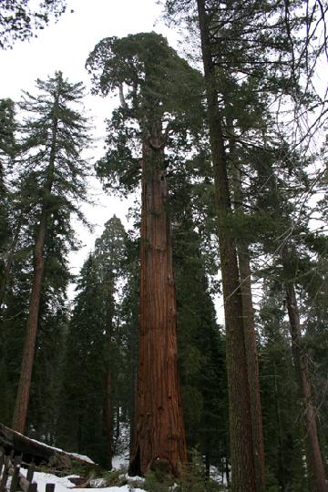 20-Sequoia 0007.JPG